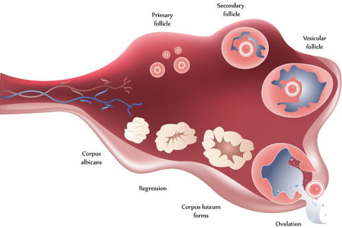 ovulation induction